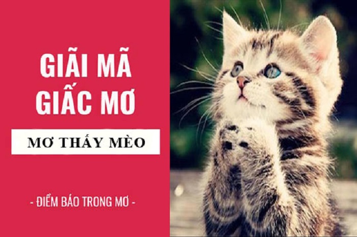 Ý nghĩa giấc mơ thấy mèo