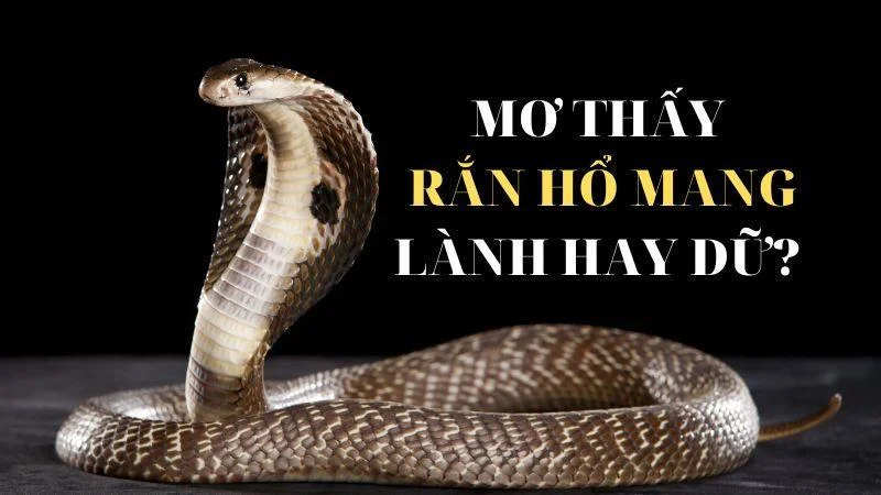 nhin thay ran ho mang danh con gi (2)